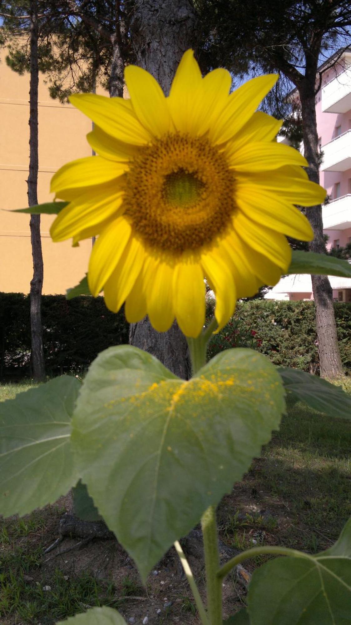 Hotel Golf ***S Bibione Exterior foto